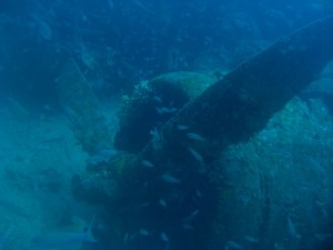 1224740443_br 20 la coda 003