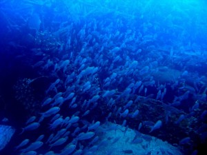 1224740698_br 20 la coda 005