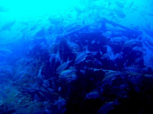 1225529908_br 20 la coda 009