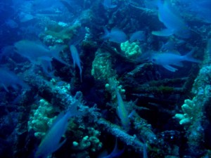 1225529921_br 20 la coda 010