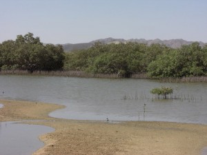 1275475725_Deserto+mangrovieto (14)