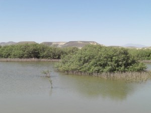 1275475725_Deserto+mangrovieto (15)