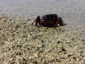 1275475725_Deserto+mangrovieto (20)