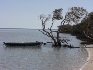 1275475725_Deserto+mangrovieto (22)