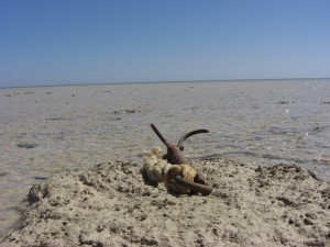 1275475726_Deserto+mangrovieto (30)