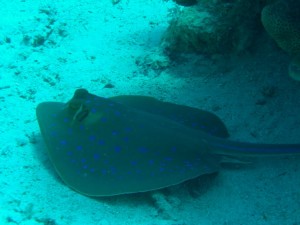 1275475821_Shaab Zabargad Est (10)