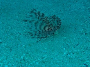 1275475821_Shaab Zabargad Est (12)