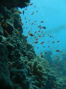 1275475821_Shaab Zabargad Est (16)