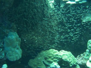 1275475821_Shaab Zabargad Est (18)