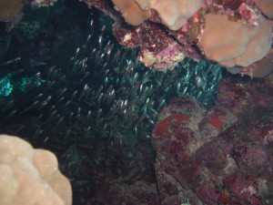 1275475821_Shaab Zabargad Est (23)