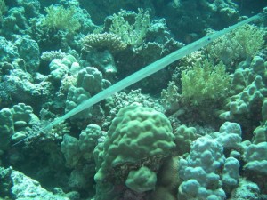 1275475821_Shaab Zabargad Est (26)