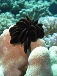 1275475821_Shaab Zabargad Est (27)