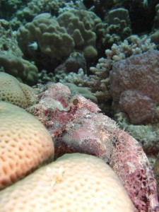 1275475821_Shaab Zabargad Est (28)