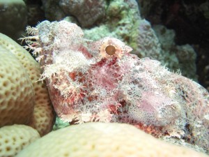 1275475821_Shaab Zabargad Est (31)