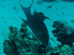 1275475822_Shaab Zabargad Est (7)