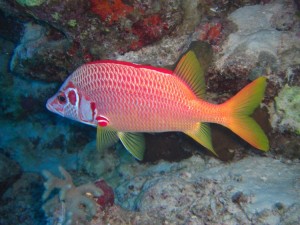 1275475862_Shaab Zabargad ovest  (10)