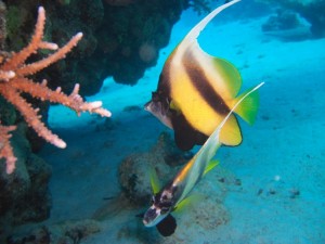 1275475862_Shaab Zabargad ovest  (13)