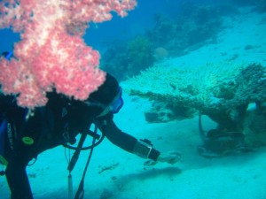 1275475862_Shaab Zabargad ovest  (15)