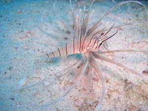 1275475862_Shaab Zabargad ovest  (16)