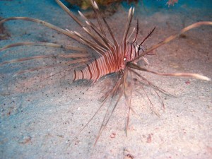 1275475862_Shaab Zabargad ovest  (17)