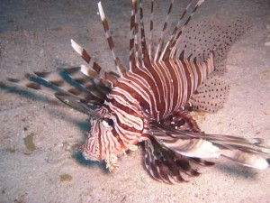 1275475862_Shaab Zabargad ovest  (19)