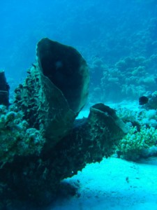 1275475862_Shaab Zabargad ovest  (2)