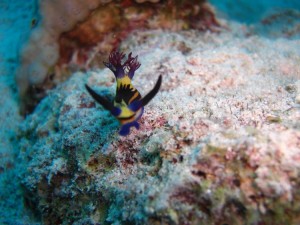 1275475862_Shaab Zabargad ovest  (20)