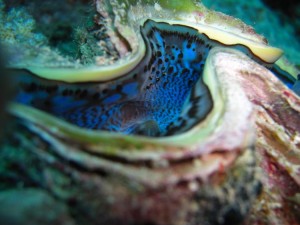 1275475863_Shaab Zabargad ovest  (27)