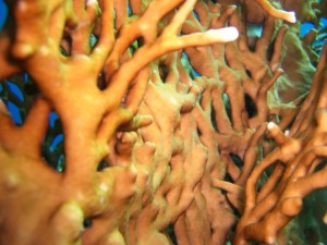 1275475863_Shaab Zabargad ovest  (29)