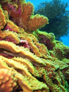 1275475863_Shaab Zabargad ovest  (30)