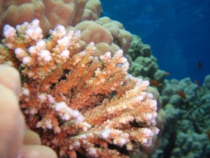 1275475863_Shaab Zabargad ovest  (31)