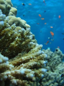 1275475863_Shaab Zabargad ovest  (32)