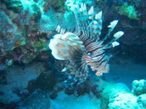 1275475863_Shaab Zabargad ovest  (5)