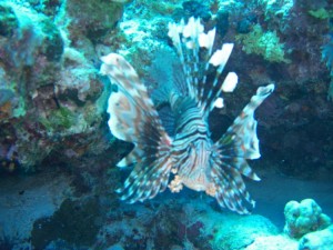 1275475863_Shaab Zabargad ovest  (6)