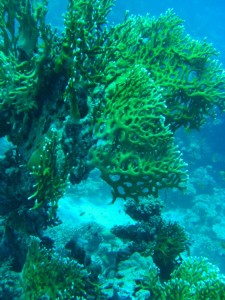 1275475863_Shaab Zabargad ovest  (7)