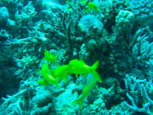 1275475863_Shaab Zabargad ovest  (8)