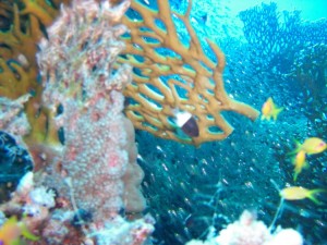 1275475863_Shaab Zabargad ovest  (9)