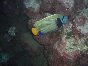 1275475888_Shaab Claudio (13)