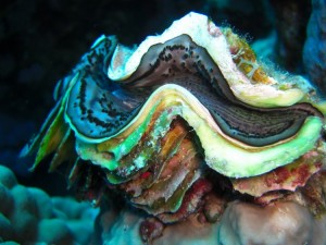 1275475888_Shaab Claudio (22)