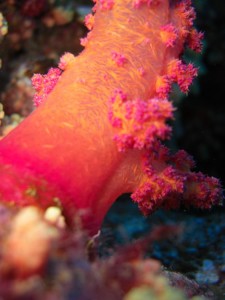 1275475888_Shaab Claudio (24)