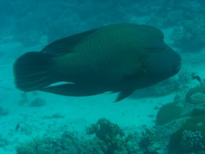 1275475930_Shaab Malahi (1)