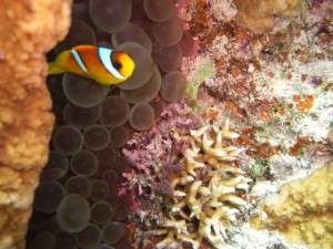 1275475930_Shaab Malahi (17)