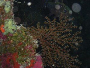 1275475930_Shaab Malahi (2)