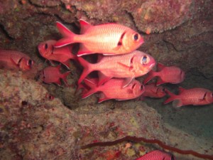 1275475930_Shaab Malahi (20)