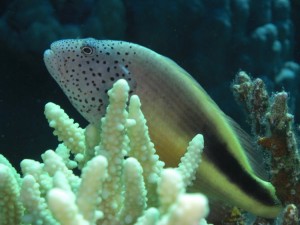 1275475931_Shaab Malahi (7)