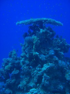 1275475954_Shaab Malahi (29)