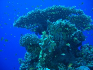 1275475954_Shaab Malahi (30)