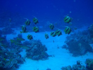 1275475954_Shaab Malahi (32)