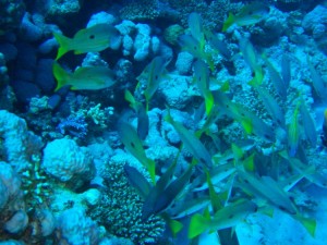 1275475954_Shaab Malahi (33)