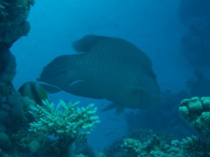 1275475954_Shaab Malahi (39)